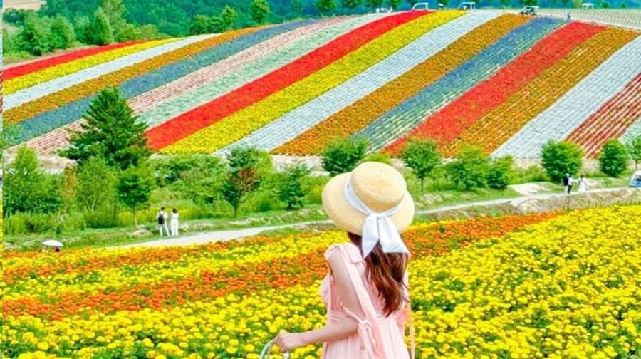 【熱賣】北海道富良野四季彩丘+白鬚瀑布+青池·可選接駁