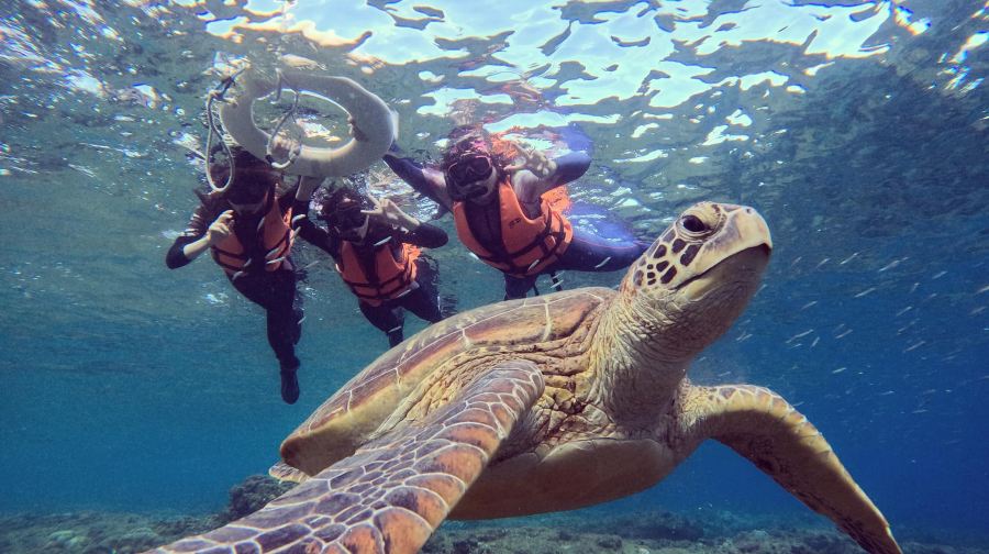 屏東琉球嶼體驗潛水浮潛2小時【小琉球浮潛體驗｜附水下拍攝服務｜熊潛水 Bear Diving】