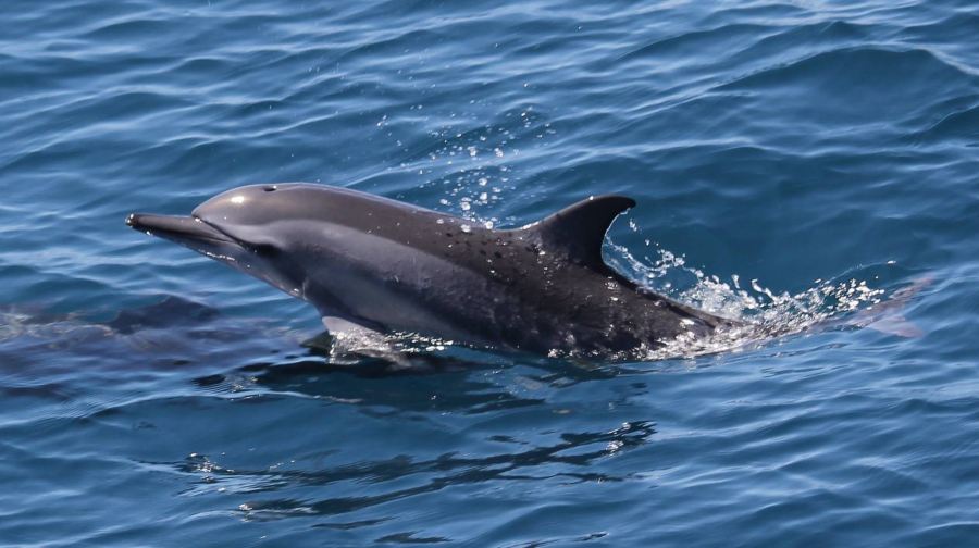 宜蘭｜登島・賞鯨・環繞龜山島｜宜蘭龜山島半日遊｜活動贈小禮