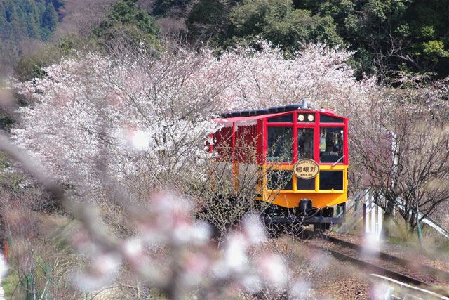【京都】嵐山小火車 / 嵯峨野小火車單程票。嵯峨→龜岡觀光票。成人