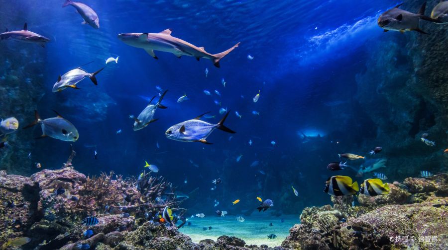 雪梨水族館