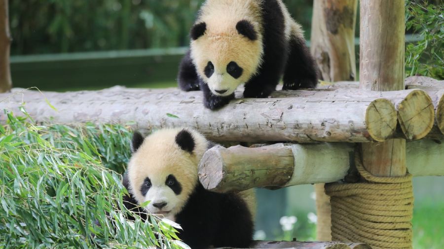 上海野生動物園