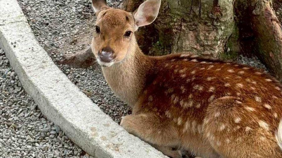 萌萌森林物語門票(贈可愛召喚鏡)成人