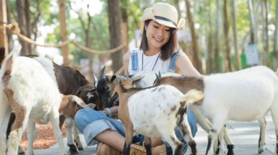 咩咩上樹萌寵樂園門票成人