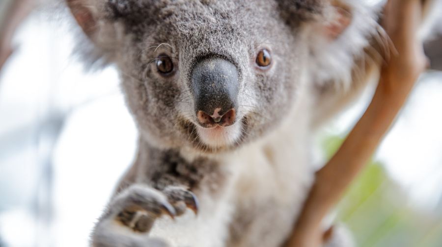 雪梨野生動物園門票兒童