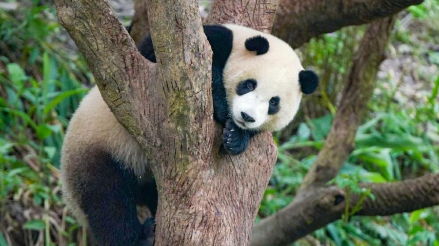 臺北市立動物園