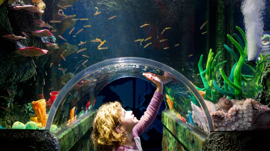 墨爾本水族館