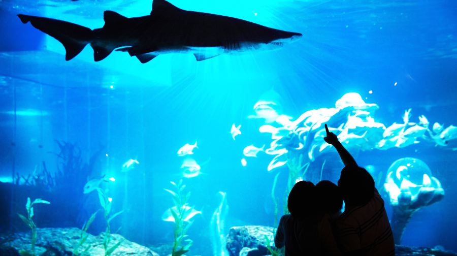 釜山SEA LIFE水族館門票+電子照片成人