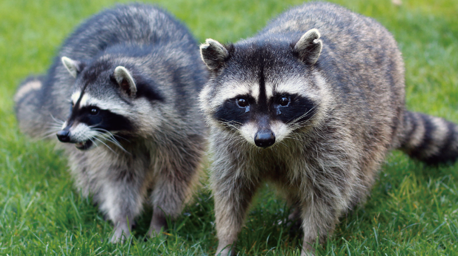 水与松萌萌園門票成人