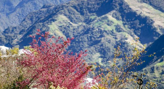 清境水擺夷風味民宿
