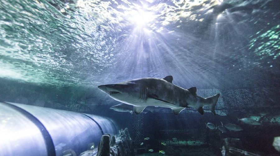 雪梨水族館門票兒童