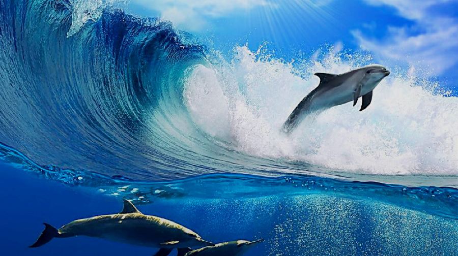 悉尼史蒂芬斯港一日遊-含刺激滑沙/追海豚/含午餐/無小費